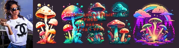 хмурый Аркадак
